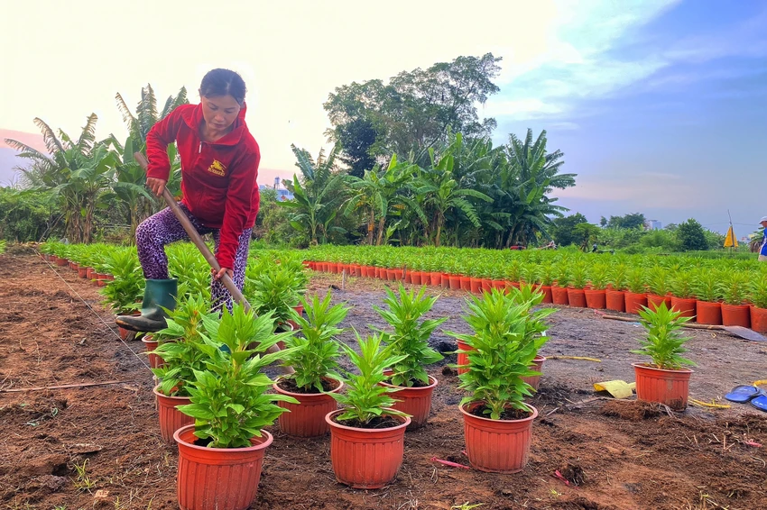 Chủ vườn hoa Trịnh Thị Kim Lan tất bật chăm chút ruộng hoa để kịp thu hoạch dịp Tết Nguyên đán 2023. Ảnh: TÚ NGÂN Chủ vườn hoa Trịnh Thị Kim Lan tất bật chăm chút ruộng hoa để kịp thu hoạch dịp Tết Nguyên đán 2023. Ảnh: TÚ NGÂN
