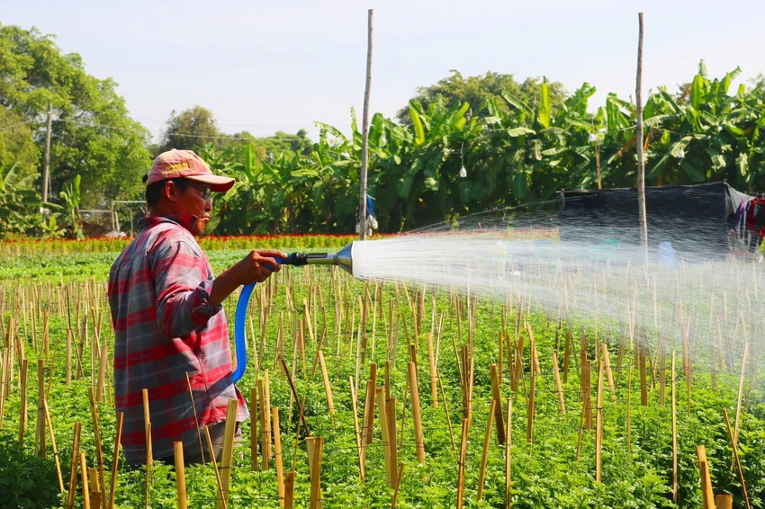 Tùy thuộc vào thời tiết mà các ruộng hoa sẽ được tưới khoảng 3 - 4 lần trong ngày. Ảnh: TÚ NGÂN Tùy thuộc vào thời tiết mà các ruộng hoa sẽ được tưới khoảng 3 - 4 lần trong ngày. Ảnh: TÚ NGÂN