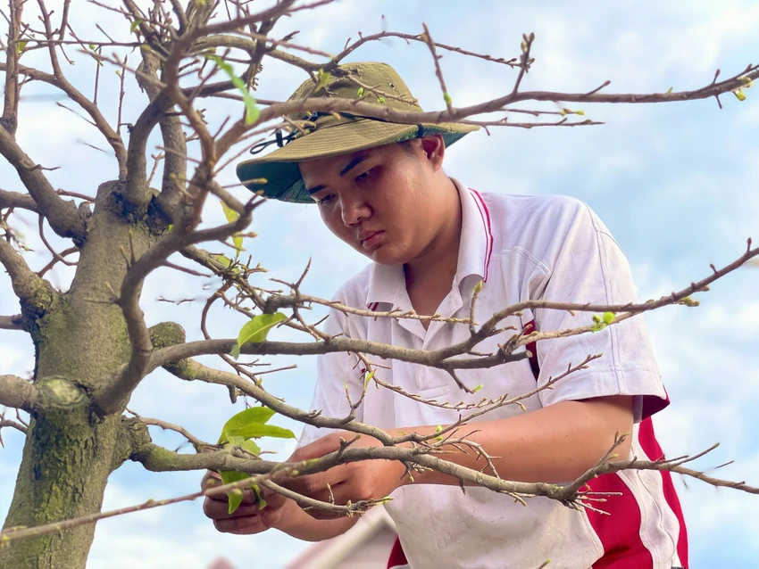 Anh Nguyễn Thành Nhân rất cẩn thận trong việc lặt lá mai, xong cây này anh lại chuyển sang cây khác, lặt càng nhiều cây sẽ có thêm tiền công thưởng thêm. Ảnh: TÚ NGÂN Anh Nguyễn Thành Nhân rất cẩn thận trong việc lặt lá mai, xong cây này anh lại chuyển sang cây khác, lặt càng nhiều cây sẽ có thêm tiền công thưởng thêm. Ảnh: TÚ NGÂN