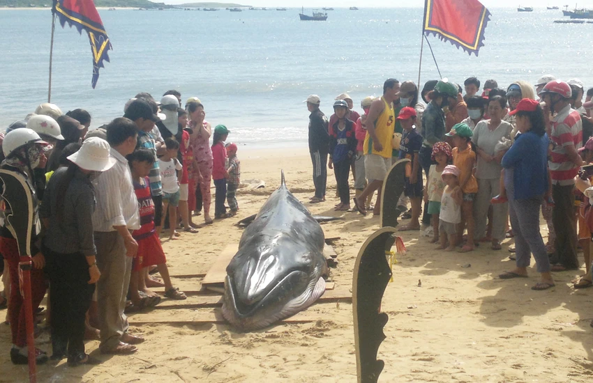 Cá voi dài hơn 6 m dạt vào bờ biển Phú Yên ảnh 2 Cá voi dài hơn 6 m dạt vào bờ biển Phú Yên ảnh 2