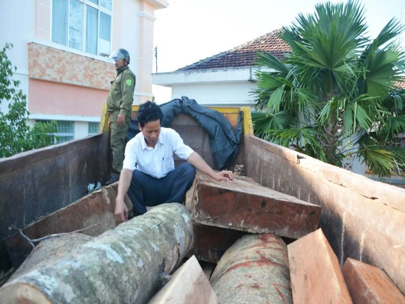 Hơn 7 m3 gỗ bị UBND xã Ea Trol bắt giữ