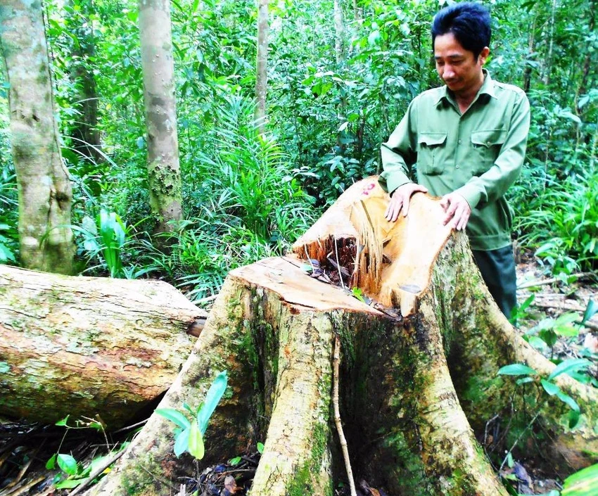 Một trong những cây gỗ dổi bị đốn hạ.