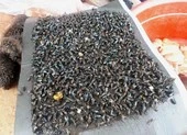 Dịch ruồi ‘khủng bố’ trước tuần lễ du lịch Măng Đen