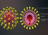Trà Vinh: Bé trai Trung Quốc ho, sốt âm tính với virus Corona