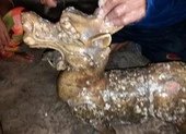 8 tượng quái thú được bí mật thả xuống biển Cà Mau