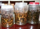 Uống rượu ngâm hạt cây rừng, 3 người chết, 2 người nguy kịch 