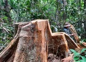 1 Hạt trưởng hạt Kiểm lâm và gia đình bị đe doạ