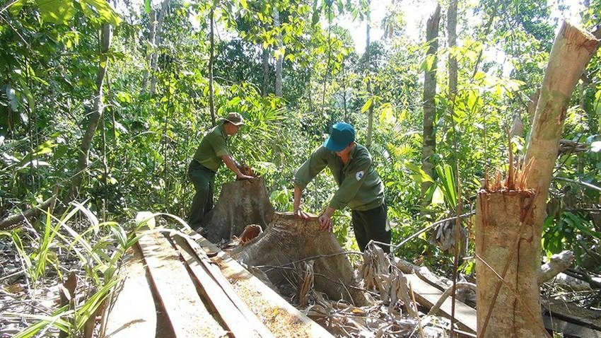 Lực lượng chức năng kiểm tra vụ phá rừng ở xã Sơn Thành Tây. Ảnh: VŨ XUÂN Lực lượng chức năng kiểm tra vụ phá rừng ở xã Sơn Thành Tây. Ảnh: VŨ XUÂN