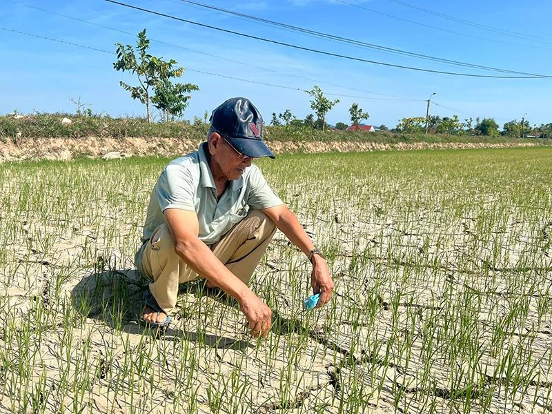 Người nông dân lo lắng vì đồng lúa nứt nẻ. Ảnh: MINH KHÔI