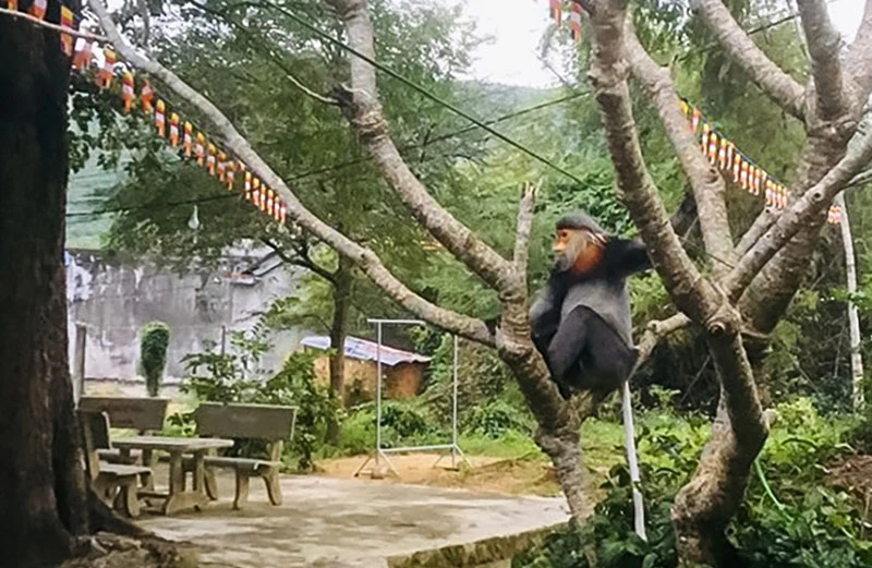 Cá thể voọc Chà Vá chân xám đang di chuyển trong chùa. Ảnh: Sở NN&PTNT Phú Yên cung cấp Cá thể voọc Chà Vá chân xám đang di chuyển trong chùa. Ảnh: Sở NN&PTNT Phú Yên cung cấp