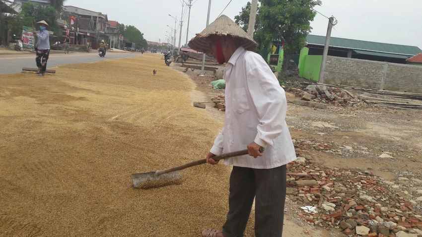 “Lúa bị nước lũ ngâm, nảy mầm hư hết rồi con ơi!“ ảnh 2 “Lúa bị nước lũ ngâm, nảy mầm hư hết rồi con ơi!“ ảnh 2