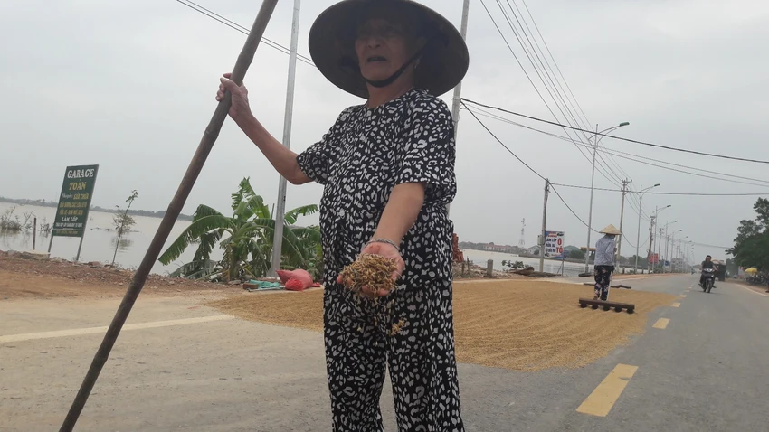 “Lúa bị nước lũ ngâm, nảy mầm hư hết rồi con ơi!“ ảnh 3 “Lúa bị nước lũ ngâm, nảy mầm hư hết rồi con ơi!“ ảnh 3