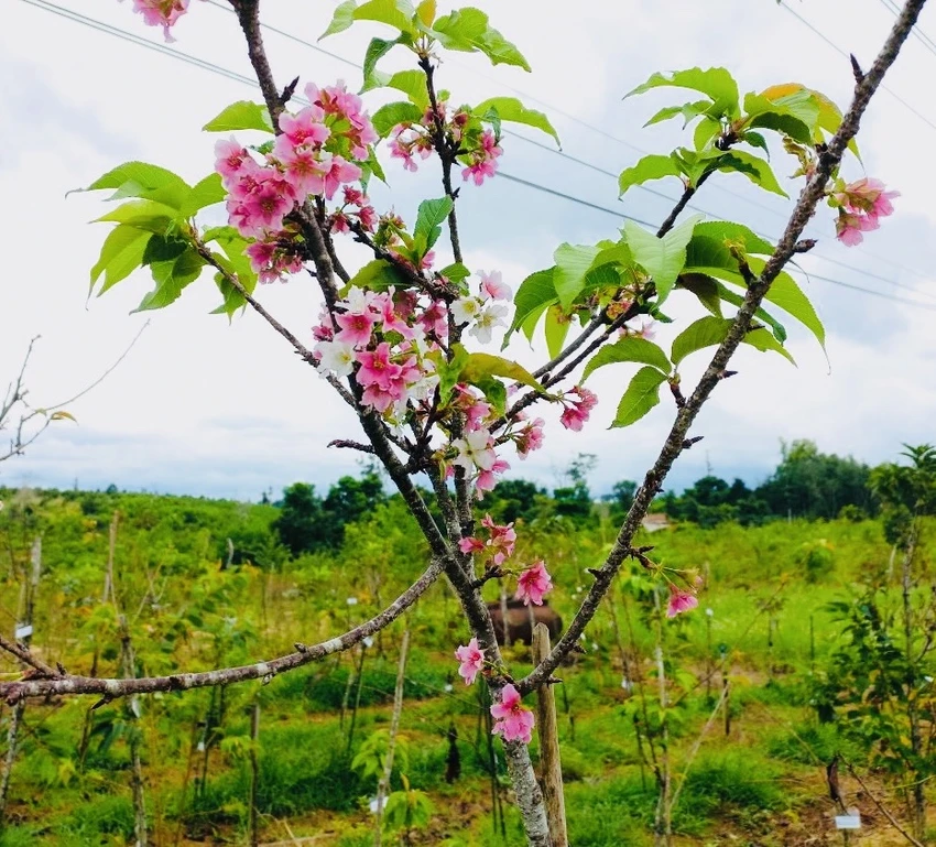 Bình Định