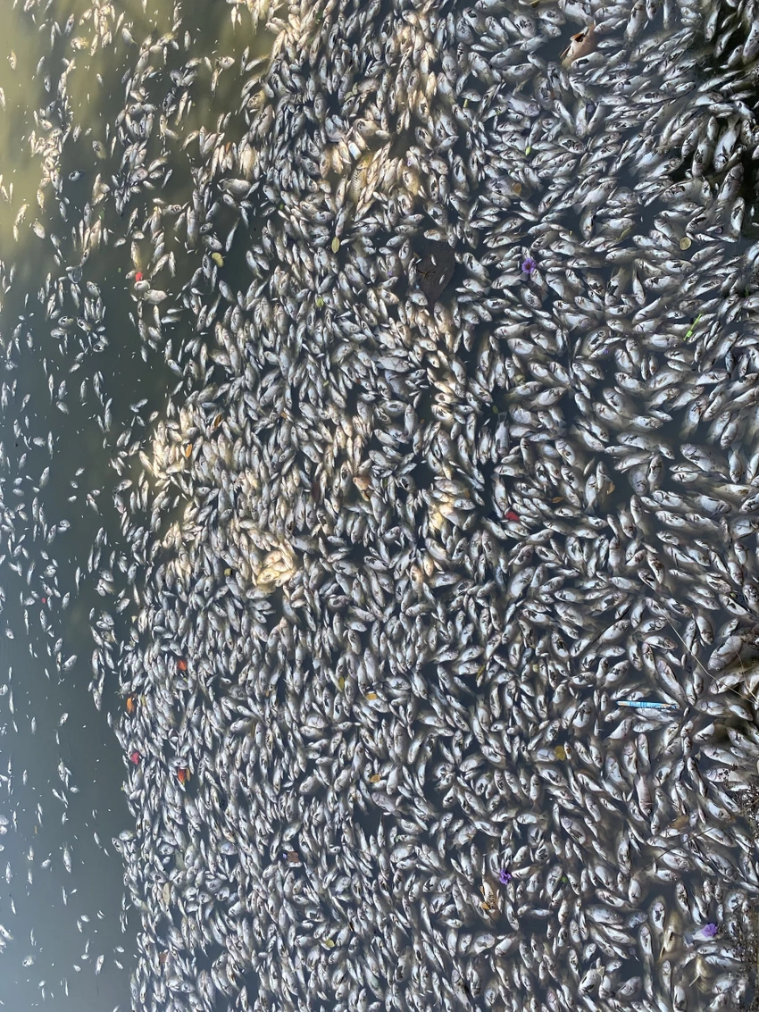 cá chết.jpg