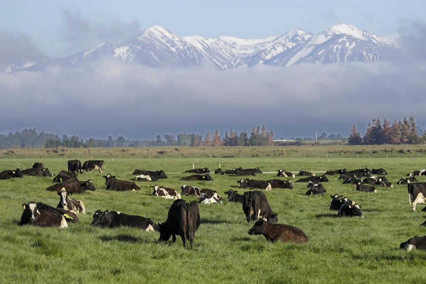 Trang trại bò sữa ở thị trấn Oxford, vùng North Canterbury (New Zealand) ngày 8-10-2018. Ảnh: AP Trang trại bò sữa ở thị trấn Oxford, vùng North Canterbury (New Zealand) ngày 8-10-2018. Ảnh: AP