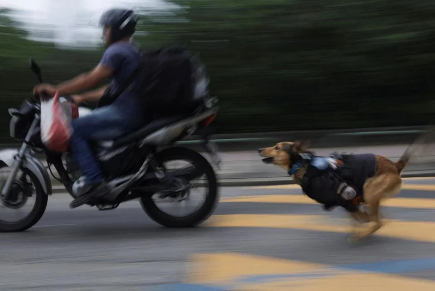 Chú chó Oliveira - linh vật của của chiến đoàn 17 Cảnh sát Quân sự thành phố Rio de Janeiro (Brazil) đang đuổi theo một chiếc mô tô bên ngoài sở cảnh sát ngày 14-10. Ảnh: REUTERS