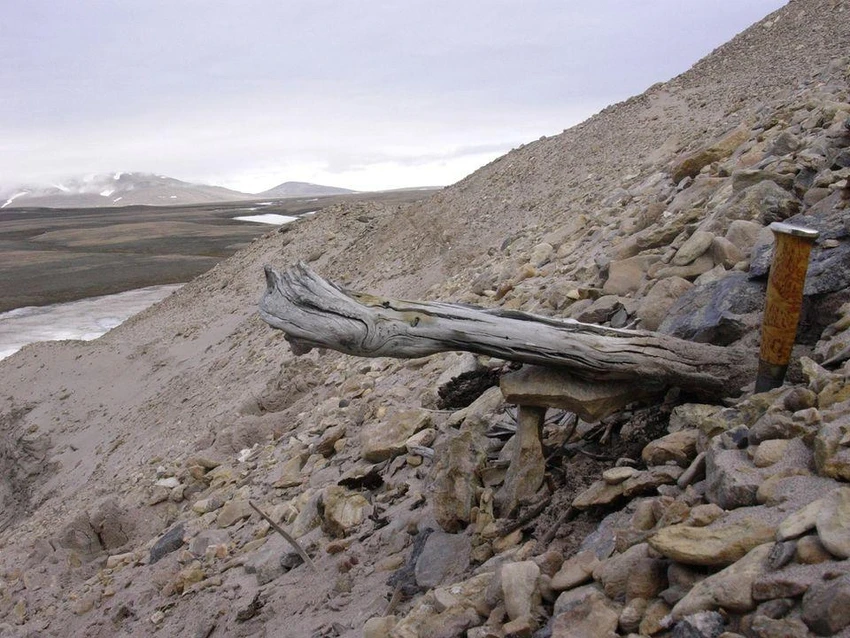 Một thân cây 2 triệu năm tuổi được tìm thấy trong lớp băng vĩnh cửu của đảo Greenland. Ảnh: REUTER