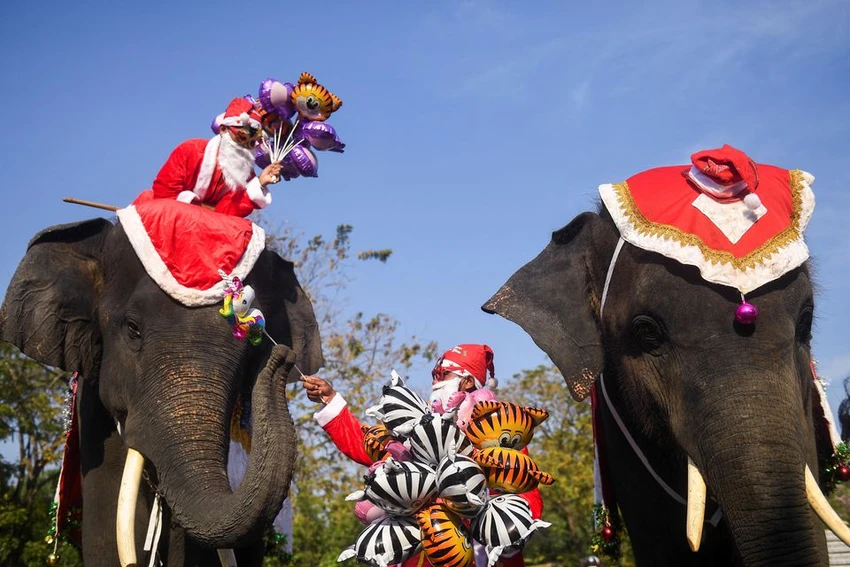 Hai người quản tượng hóa trang thành ông già Noel cưỡi voi trao quà cho học sinh trước lễ Giáng sinh tại một trường tiểu học ở thành phố Ayutthaya (Thái Lan) ngày 23-12. Ảnh: REUTERS Hai người quản tượng hóa trang thành ông già Noel cưỡi voi trao quà cho học sinh trước lễ Giáng sinh tại một trường tiểu học ở thành phố Ayutthaya (Thái Lan) ngày 23-12. Ảnh: REUTERS