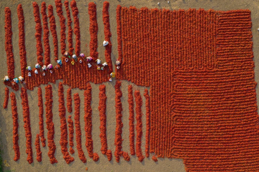 Ớt đỏ phơi khô ở một trang trại của bang Andhra Pradesh, Ấn Độ. Ảnh: SONY WORLD PHOTOGRAPHY AWARDS 2023 Ớt đỏ phơi khô ở một trang trại của bang Andhra Pradesh, Ấn Độ. Ảnh: SONY WORLD PHOTOGRAPHY AWARDS 2023