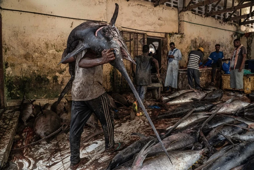 Chợ cá Hamar Weyne ở thủ đô Mogadishu, Somalia. Ảnh: SONY WORLD PHOTOGRAPHY AWARDS 2023 Chợ cá Hamar Weyne ở thủ đô Mogadishu, Somalia. Ảnh: SONY WORLD PHOTOGRAPHY AWARDS 2023