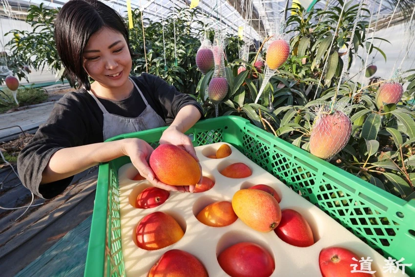 Nhân công thu hoạch xoài trong nhà kính của ông Nakagawa. Ảnh: KYODO NEWS Nhân công thu hoạch xoài trong nhà kính của ông Nakagawa. Ảnh: KYODO NEWS