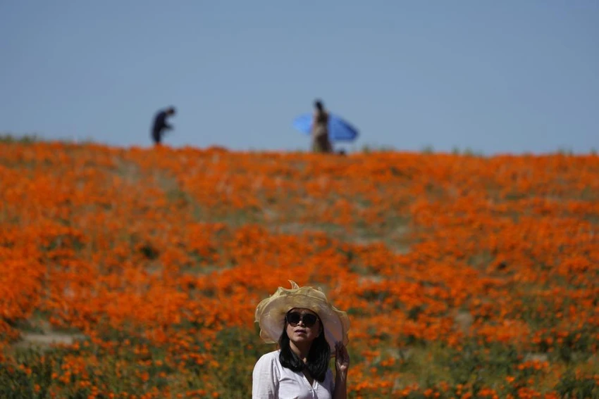 Du khách đứng trên cánh đồng hoa nở rộ tại Khu bảo tồn cây anh túc ở thung lũng Antelope, California (Mỹ). Ảnh: AP Du khách đứng trên cánh đồng hoa nở rộ tại Khu bảo tồn cây anh túc ở thung lũng Antelope, California (Mỹ). Ảnh: AP