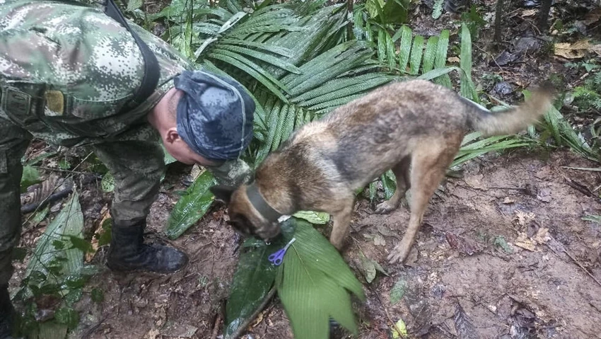 Lực lượng cứu hộ Colombia dùng chó nghiệp vụ để tìm 4 trẻ em. Ảnh: AFP Lực lượng cứu hộ Colombia dùng chó nghiệp vụ để tìm 4 trẻ em. Ảnh: AFP