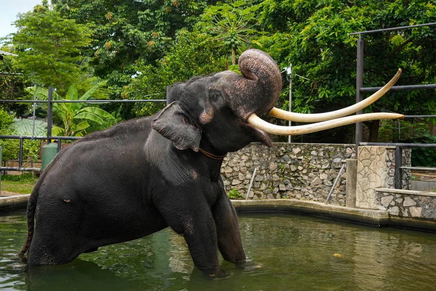 Con voi Muthu Raja tại Sri Lanka ngày 30-6 trước khi trở về Thái Lan. Ảnh: AP Con voi Muthu Raja tại Sri Lanka ngày 30-6 trước khi trở về Thái Lan. Ảnh: AP