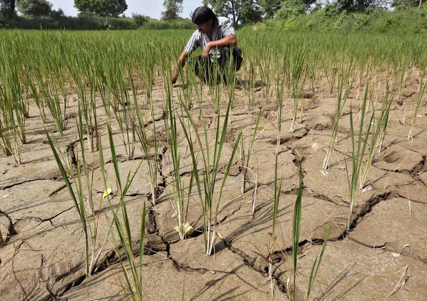 Ruộng lúa khô hạn ở ngoại ô thành phố Ahmedabad (Ấn Độ) vào đợt El Niño năm 2015. Ảnh: REUTERS
