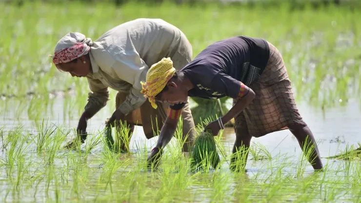 Nông dân làm việc trên cánh đồng ở quận Nagaon, bang Assam (Ấn Độ) ngày 20-7. Ảnh: TÂN HOA XÃ Nông dân làm việc trên cánh đồng ở quận Nagaon, bang Assam (Ấn Độ) ngày 20-7. Ảnh: TÂN HOA XÃ