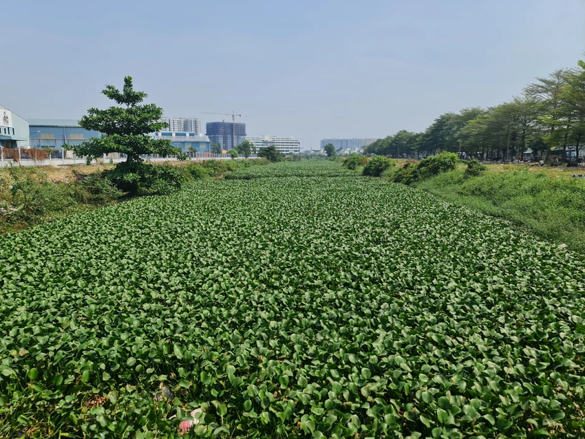 Lục bình làm bít luôn mặt kênh (trên địa bàn quận Tân Phú).