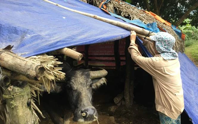 Người dân Tuyên Quang chống rét đậm, rét hại cho đàn vật nuôi. Ảnh: Báo Tuyên Quang