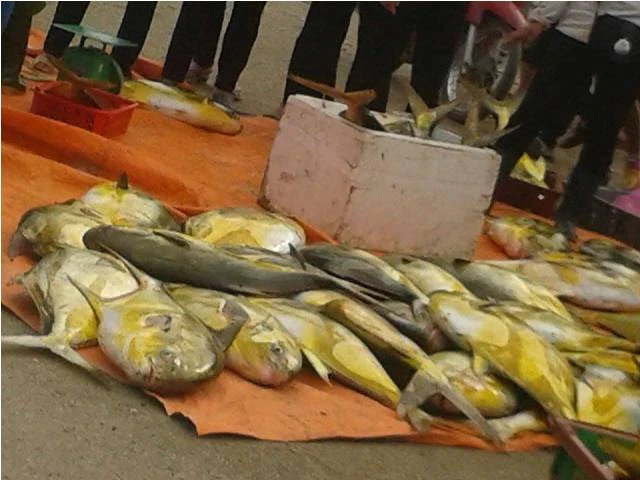 Ngư dân Hà Tĩnh trúng đậm cá két, một buổi sáng thu gần 400 triệu ảnh 2 Ngư dân Hà Tĩnh trúng đậm cá két, một buổi sáng thu gần 400 triệu ảnh 2