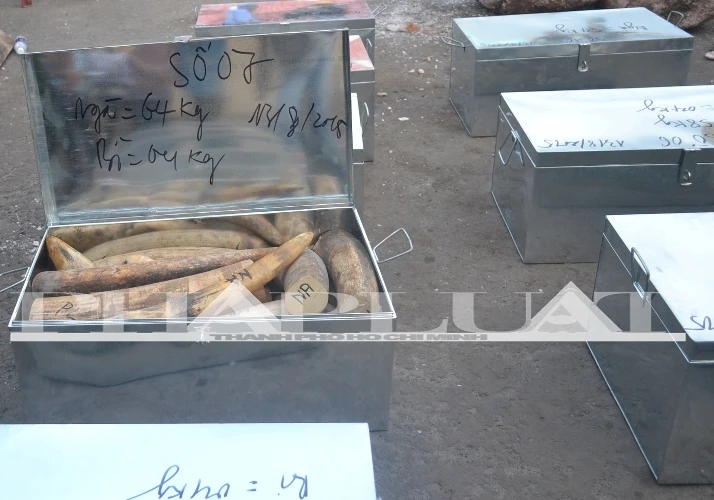 Hơn 735 kg ngà voi và sừng tê giác ‘sa lưới’ ở cảng miền Trung ảnh 5 Hơn 735 kg ngà voi và sừng tê giác ‘sa lưới’ ở cảng miền Trung ảnh 5