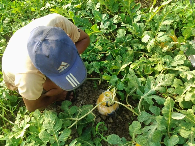 Độc đáo dưa hấu hồ lô ở cù lao Tân Triều ảnh 2 Độc đáo dưa hấu hồ lô ở cù lao Tân Triều ảnh 2