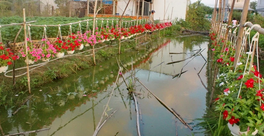 Nhà vườn cung ứng 1,9 triệu chậu hoa kiểng phục vụ tết ảnh 4 Nhà vườn cung ứng 1,9 triệu chậu hoa kiểng phục vụ tết ảnh 4