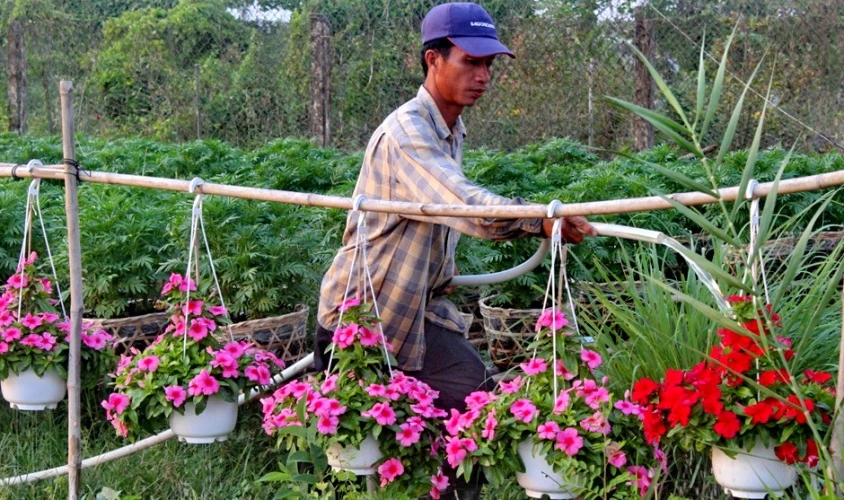 Nhà vườn cung ứng 1,9 triệu chậu hoa kiểng phục vụ tết ảnh 3 Nhà vườn cung ứng 1,9 triệu chậu hoa kiểng phục vụ tết ảnh 3
