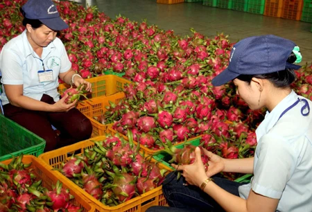 Gặp gỡ tham tán: Doanh nghiệp than xuất hàng quá khó ảnh 1 Gặp gỡ tham tán: Doanh nghiệp than xuất hàng quá khó ảnh 1