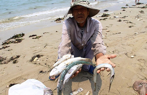 Bất ngờ hủy họp báo về nguyên nhân cá chết ở miền Trung ảnh 8 Bất ngờ hủy họp báo về nguyên nhân cá chết ở miền Trung ảnh 8