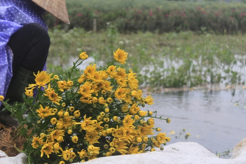 Lũ chồng lũ, lấy gì ăn tết? ảnh 2