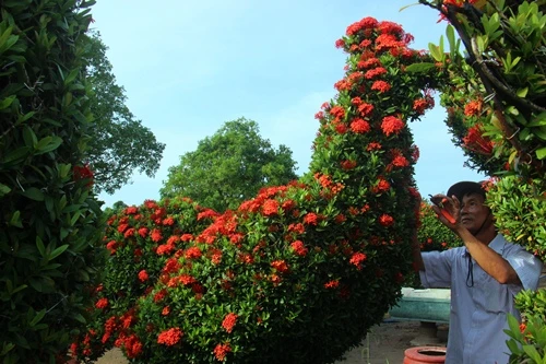 Một con gà trống oai vệ vừa hoàn thành từ một gốc cây bông trang gần 70 năm tuổi. Nghệ nhân ước tính toàn bộ hoa sẽ nở kín vào đúng những ngày tết. Ảnh:Hoàng Nam vuon-kieng-ga-quy-chuc-ty-cua-lao-nghe-nhan-mien-tay-1