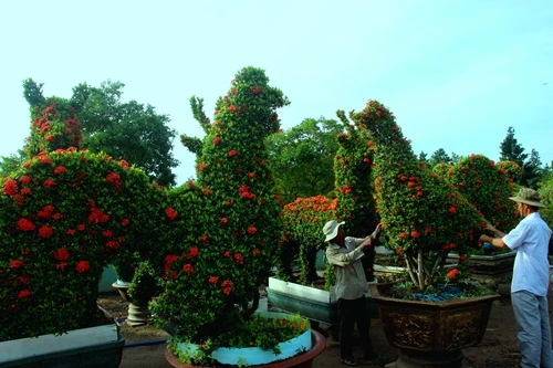Nghệ nhân đang cắt tỉa một cặp kiểng gà có giá 150 triệu đồng. Ảnh:Hoàng Nam vuon-kieng-ga-quy-chuc-ty-cua-lao-nghe-nhan-mien-tay