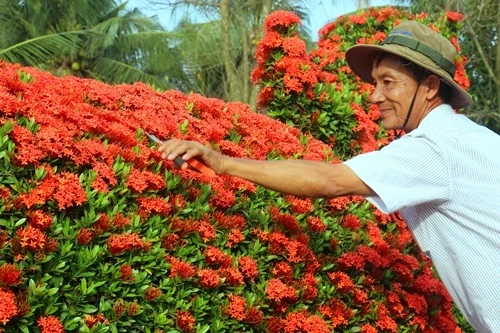 Nhờ quý hiếm và tạo tác công phu, kiểng gà tại vườn của ông Năm Thoại còn xuất đi Malaysia. Ảnh:Hoàng Nam vuon-kieng-ga-quy-chuc-ty-cua-lao-nghe-nhan-mien-tay-2