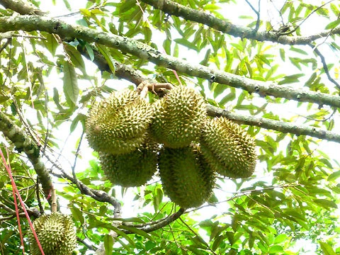 sau-rieng-mongthong_YBKB.jpg