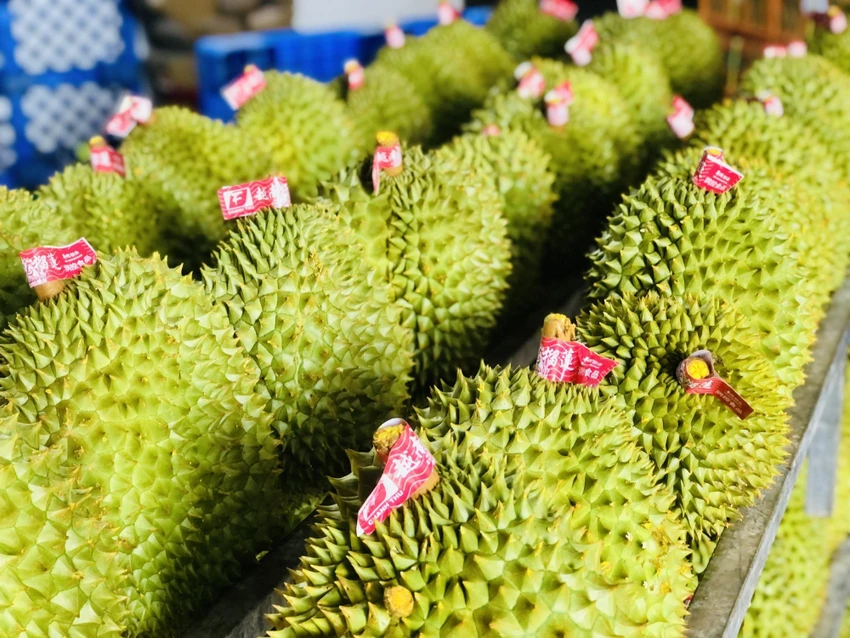Việt Nam chủ yếu xuất khẩu sầu riêng sang Trung Quốc