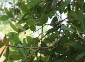 Đổ xô về Bến Tre ngắm "lão bạch mai" 300 tuổi bất ngờ trổ bông
