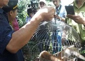 2 con cu li, 1 khỉ mốc, 1 khỉ đuôi lợn vừa được trở về rừng