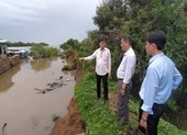 Mưa lớn làm sạt lở 50 m đê bao xuống sông Tiền 