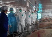 Một số địa phương đang tái phát dịch tả heo châu Phi