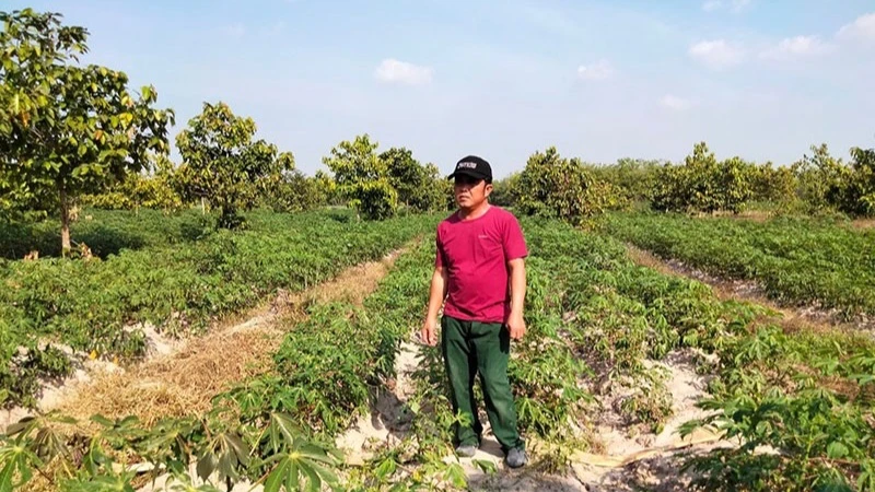 Ông Phan Thành Mạnh. Ảnh: CTV Ông Phan Thành Mạnh. Ảnh: CTV